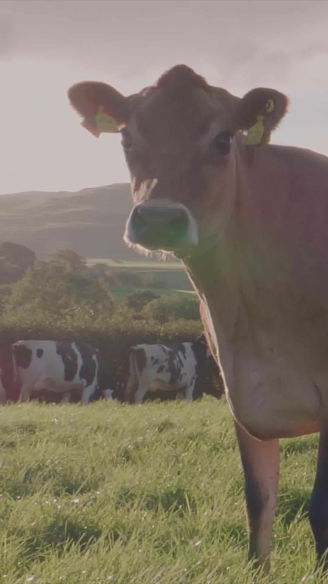 Our number #1 supplier? Mother Nature! 
We source our creamy organic whole milk from local family farms here in the UK.
Going from farm to formula within 24hrs!
Keeping things simple, keeping it in the family. 
IMPORTANT NOTICE: Breastfeeding is best. Follow-on milk is only suitable for babies aged 6-12 months as part of a mixed diet. Please speak to your healthcare professional for advice before use.