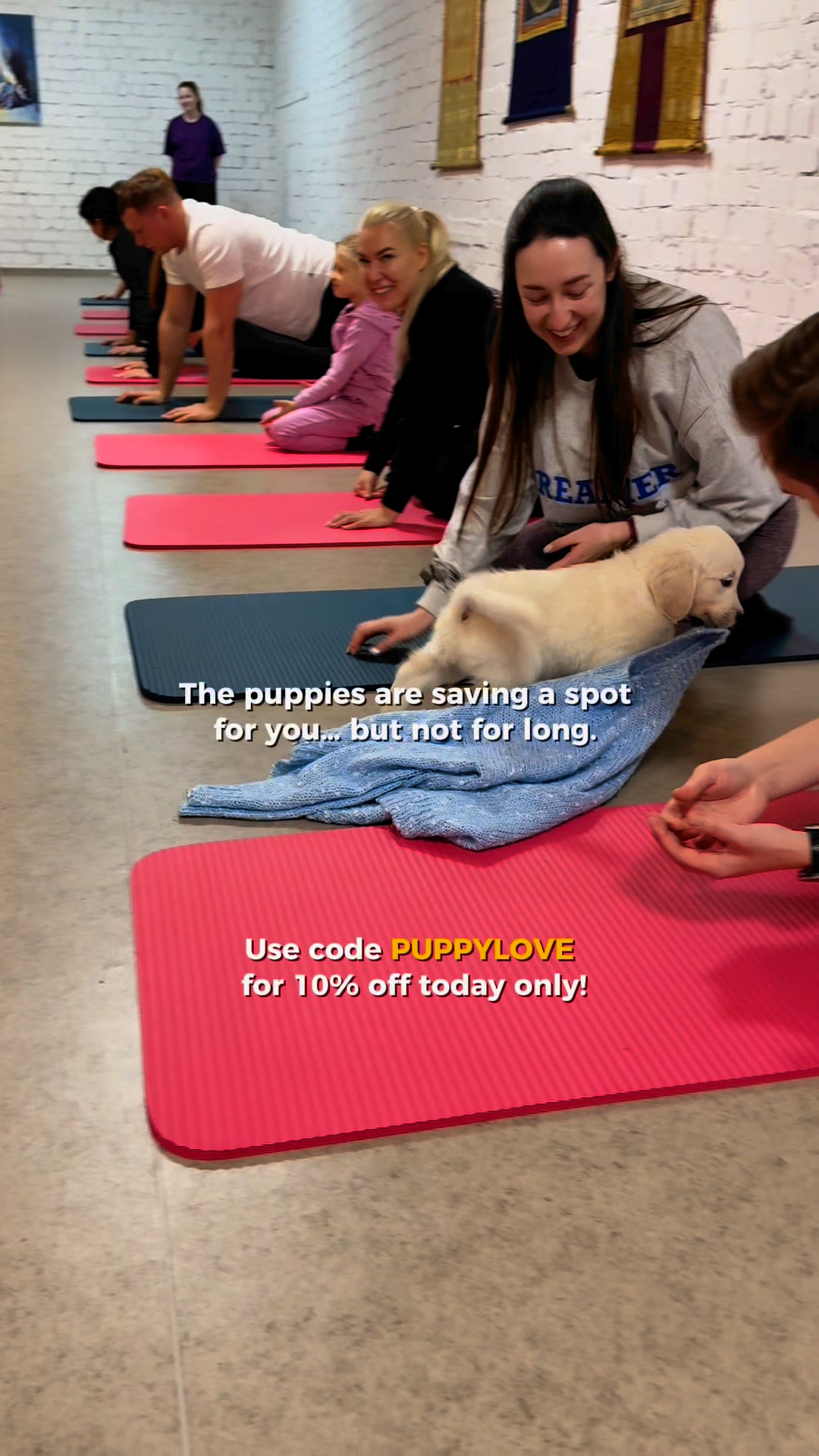 The Puppies Are Waiting for You! Don’t Miss Out 🐾