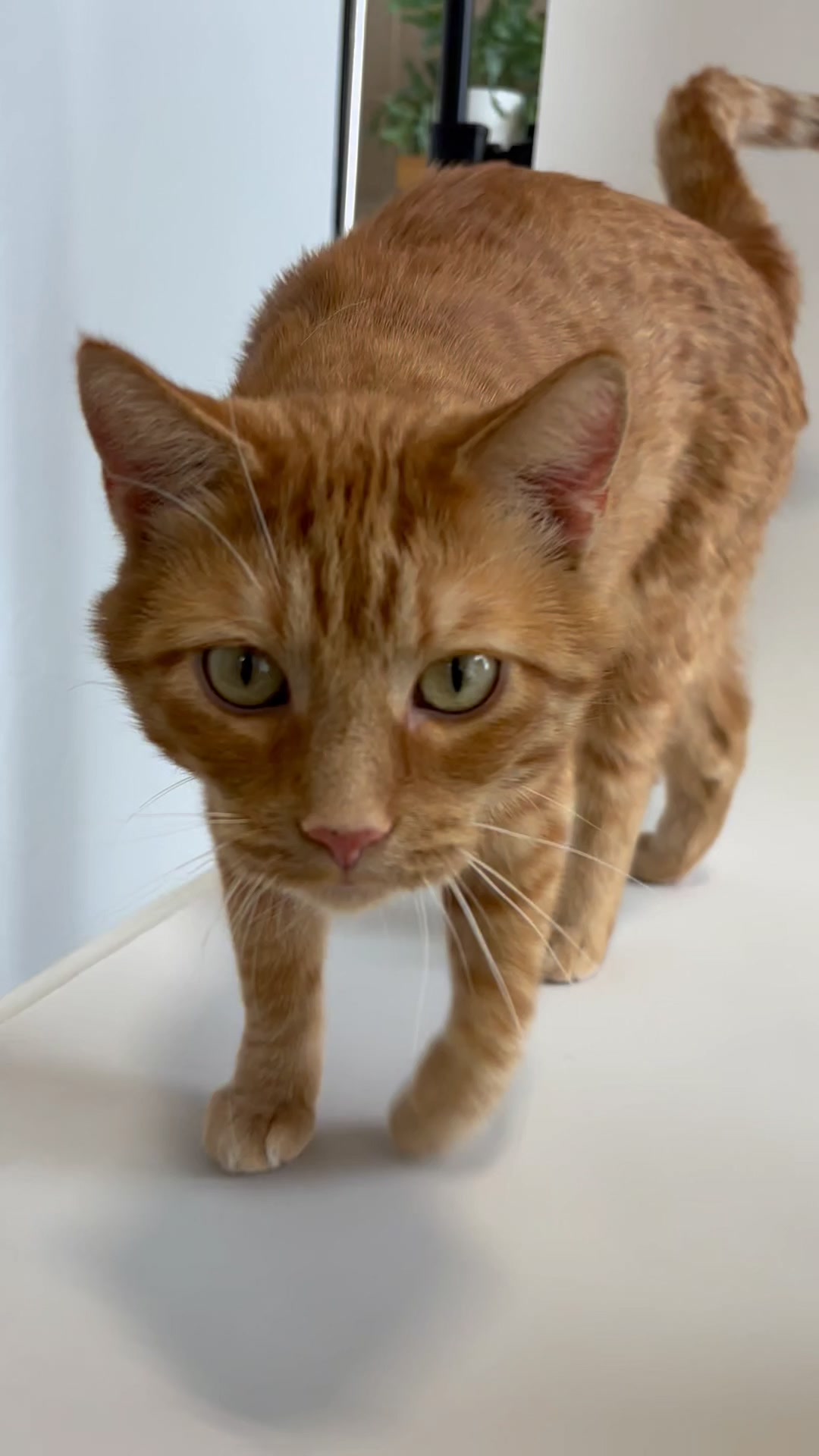 Try Holistic Vet Blend