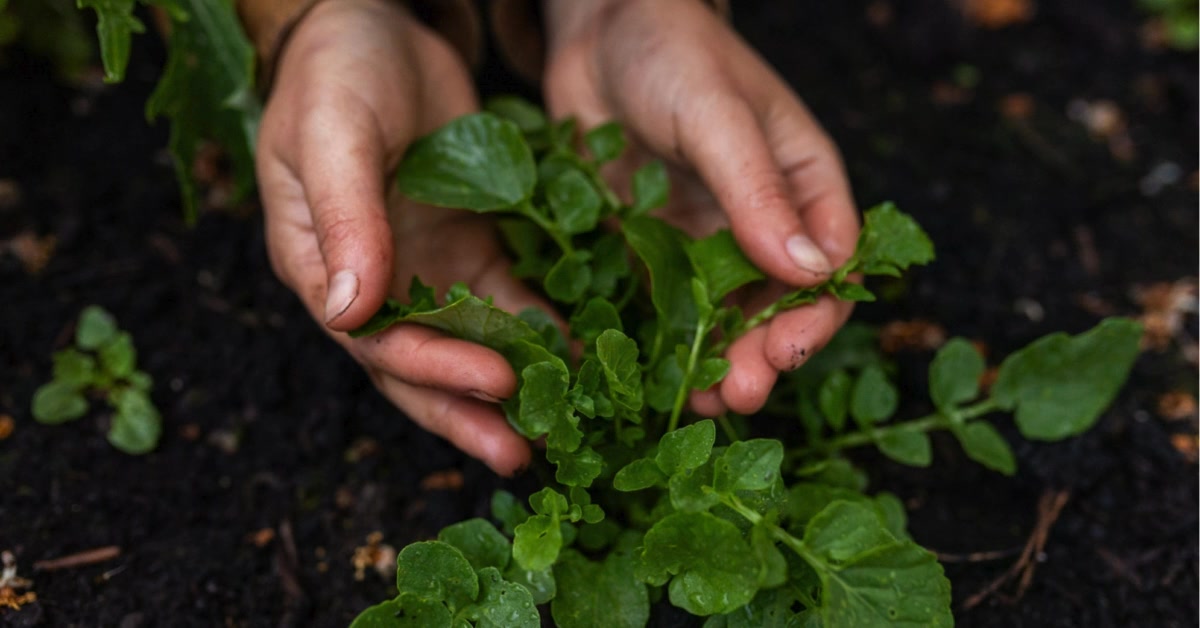 Dein 0 € Aussaatkalender für 2026