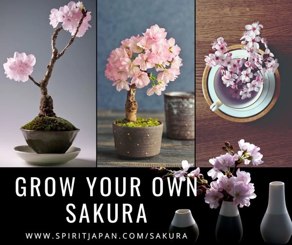 🌸 Grow your own Sakura Cherry Blossom!! 🌸

🌸 NOW ON SALE!! 🌸 FREE SHIPPING!! 
The most famous and beautiful tree in the world, right in your home!! 
🌸 Start growing yours now! 🌸

spiritjapan.com/sakura