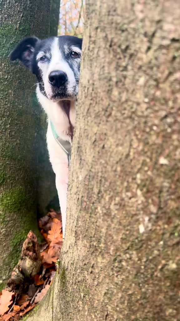 Apex: Created For Freedom