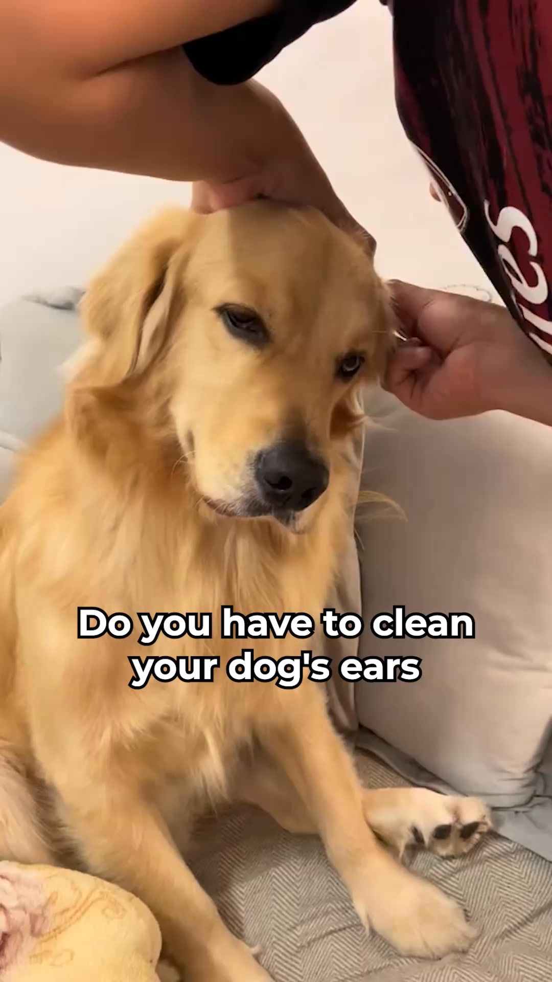 Why your dog’s ear infections keep coming back (and how to stop them)