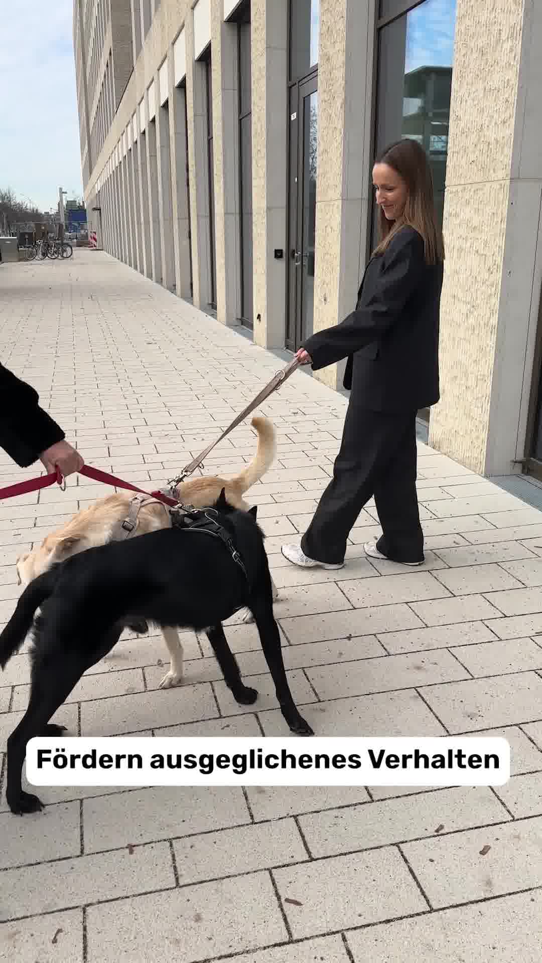 Relax Time - Entspannungs-Snacks für Hunde