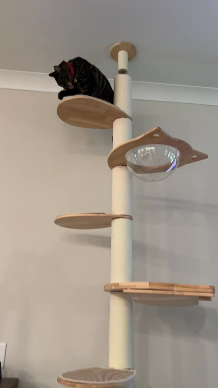 Touch the Ceiling, Touch Their Joy