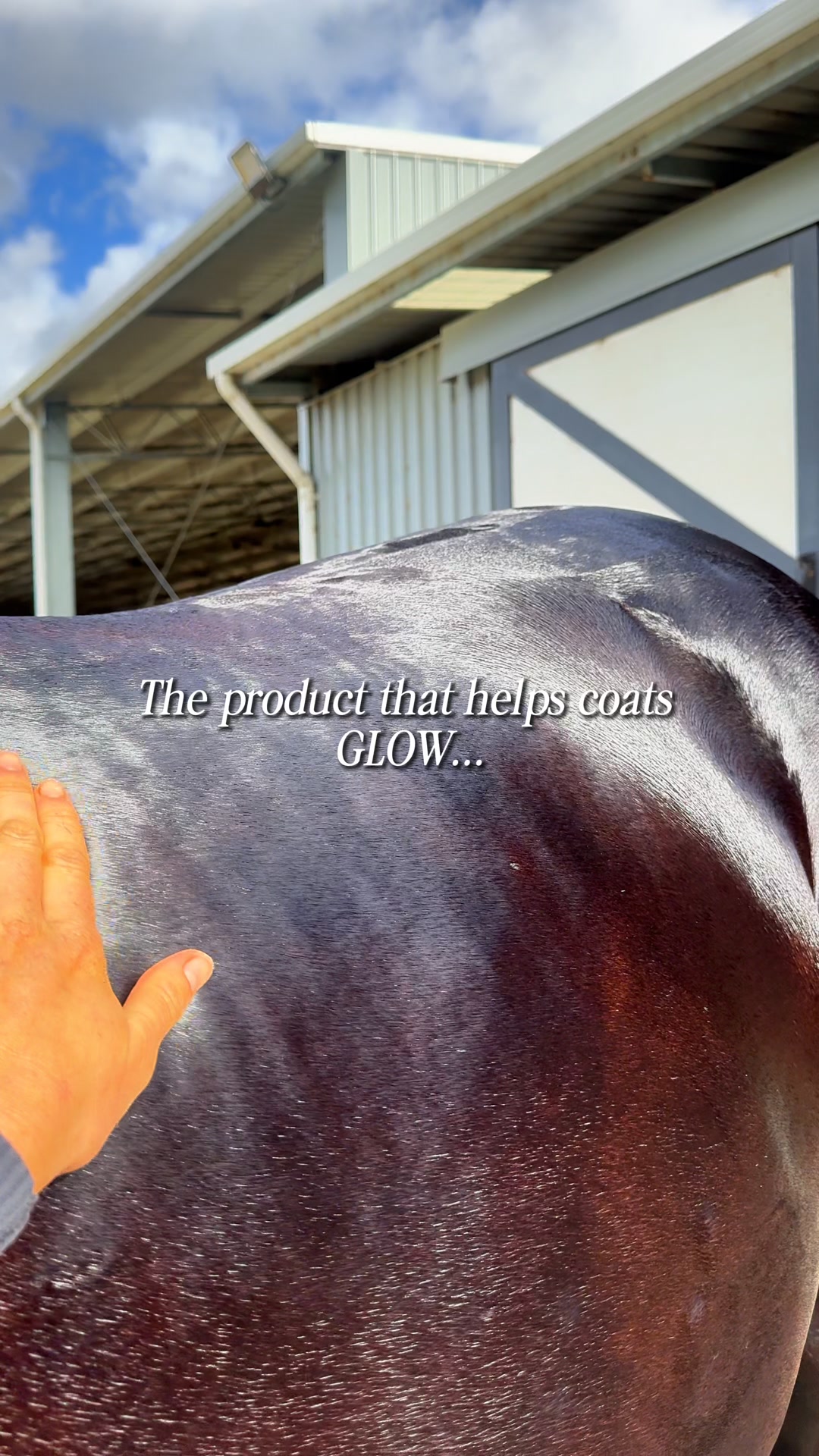 Coat Conditioner back in stock!