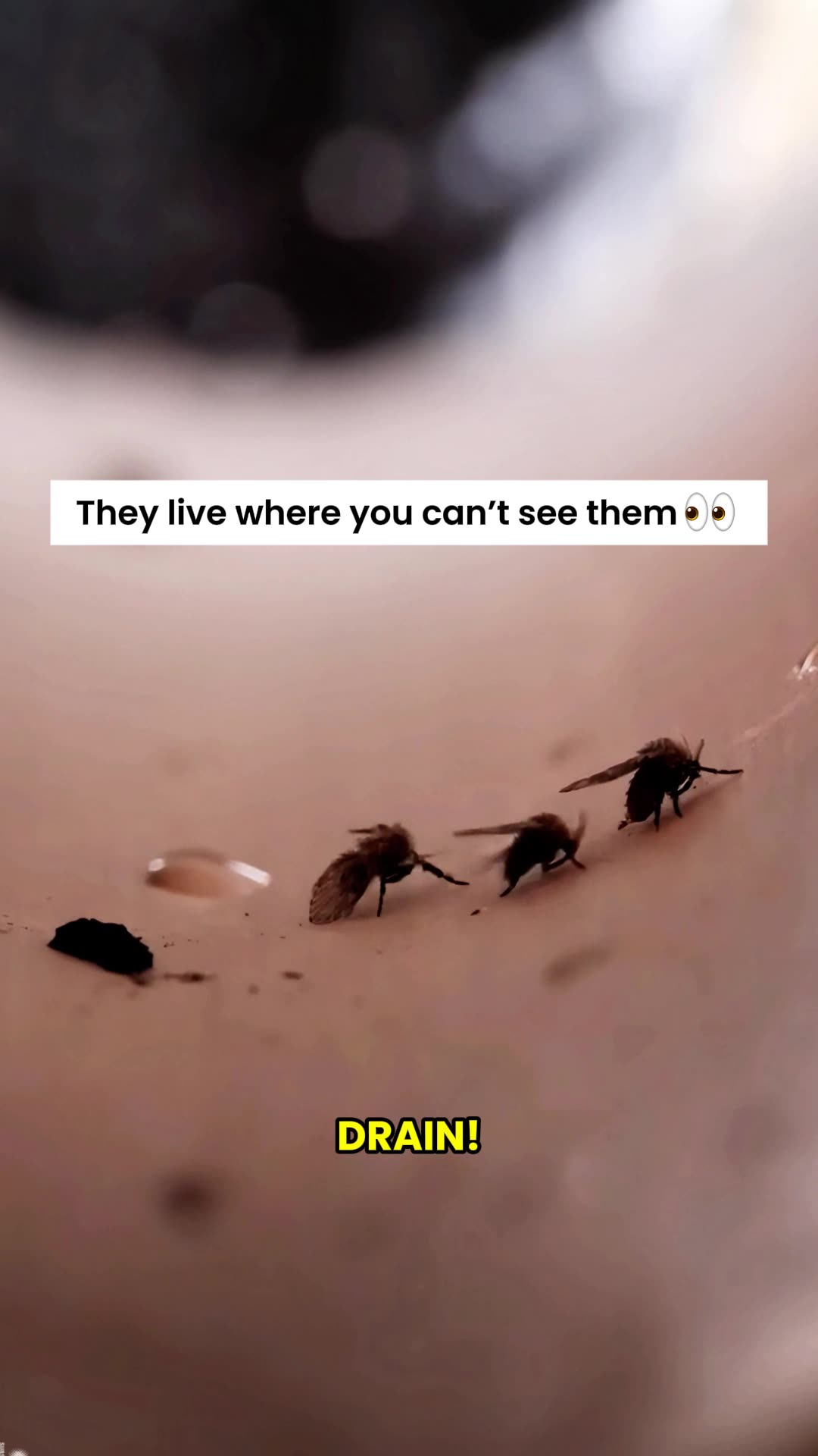 Bye-bye Flies, Hello Clean Pipes!