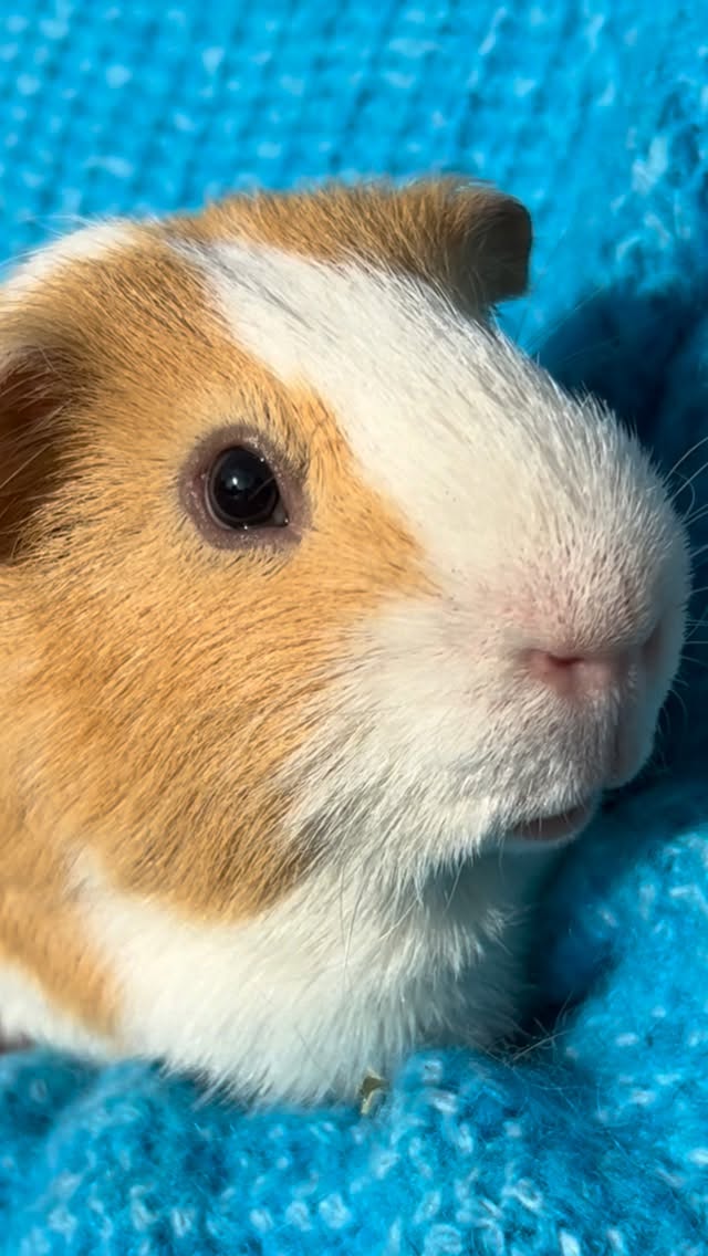Someone call Vogue. We’ve got a cover shoot 🩵

My squeakments? Fresh, barn dried hay delivered to my door. Obviously. 

Shop littlehayco.com, your pig deserves main character energy too!

What colour should I model next? 💛💚❤️ @voguemagazine 

#littlehayco #guineapiglife #supermodel #guineapigsofinsta #ukpets