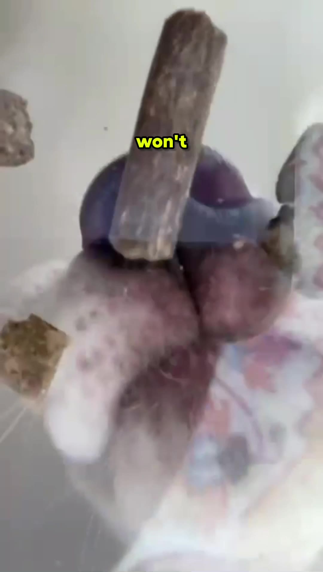 ✅ Perfect for Pups!