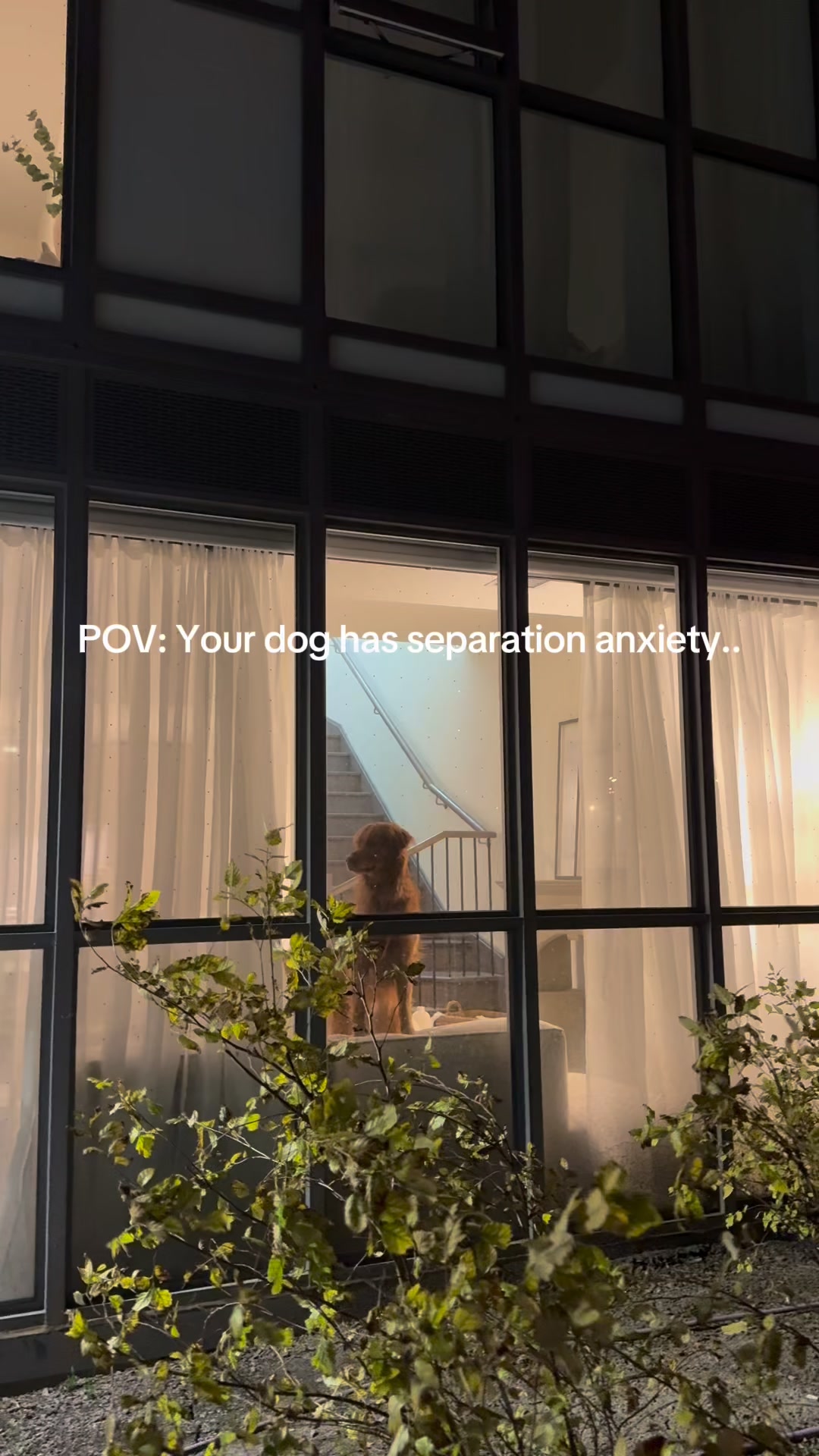 Pet Genie® Dog Waste Disposal System