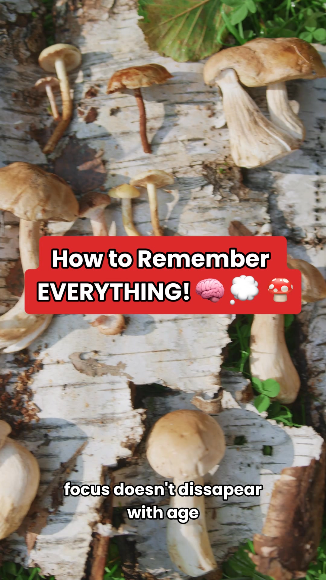 Canada’s #1 Mushroom Blend