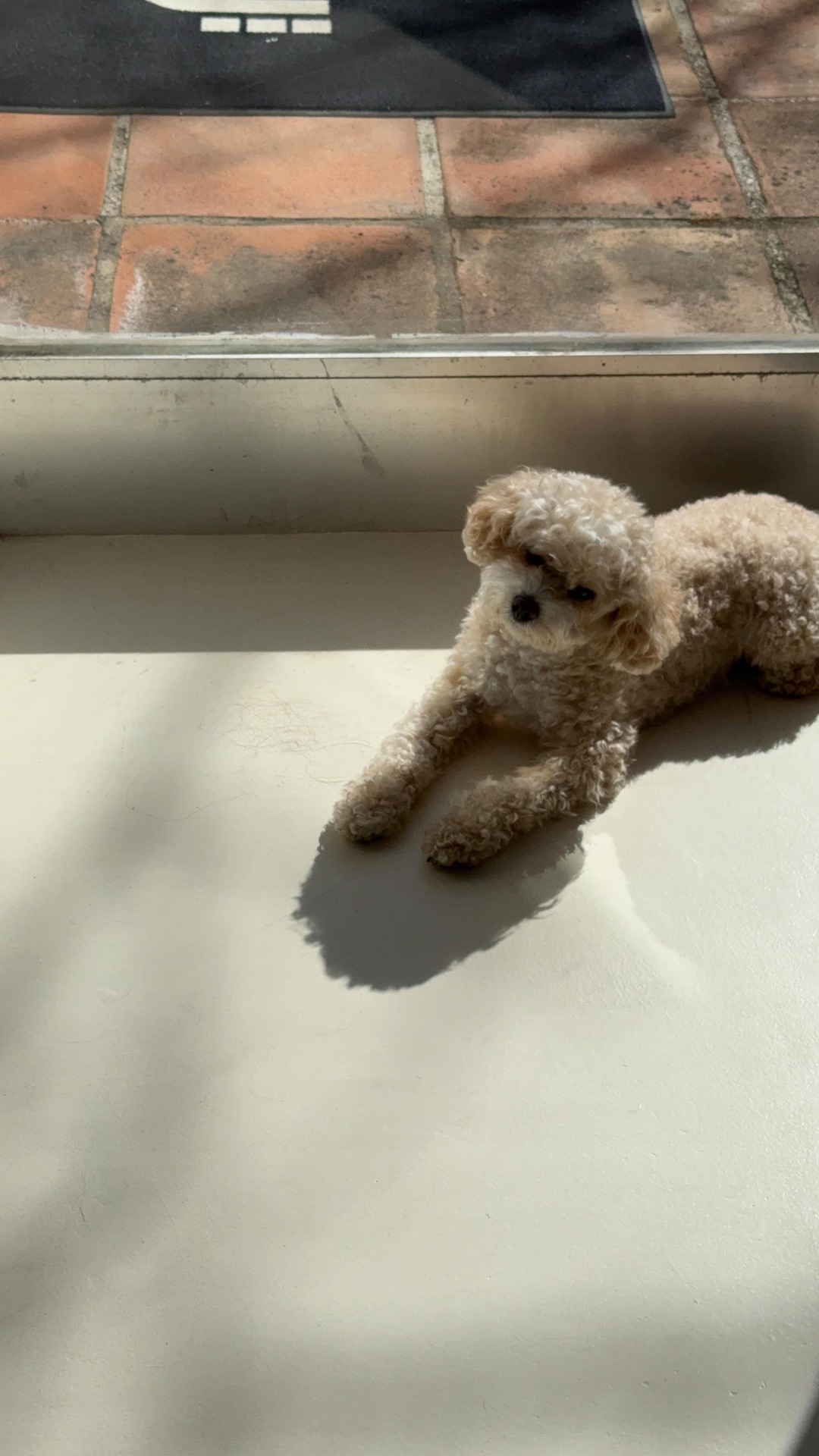 Ad @projectebeauty 

Although red light therapy is widely considered safe and beneficial for animals, its recommended to check with your vet for the best dosage and guidelines❣️