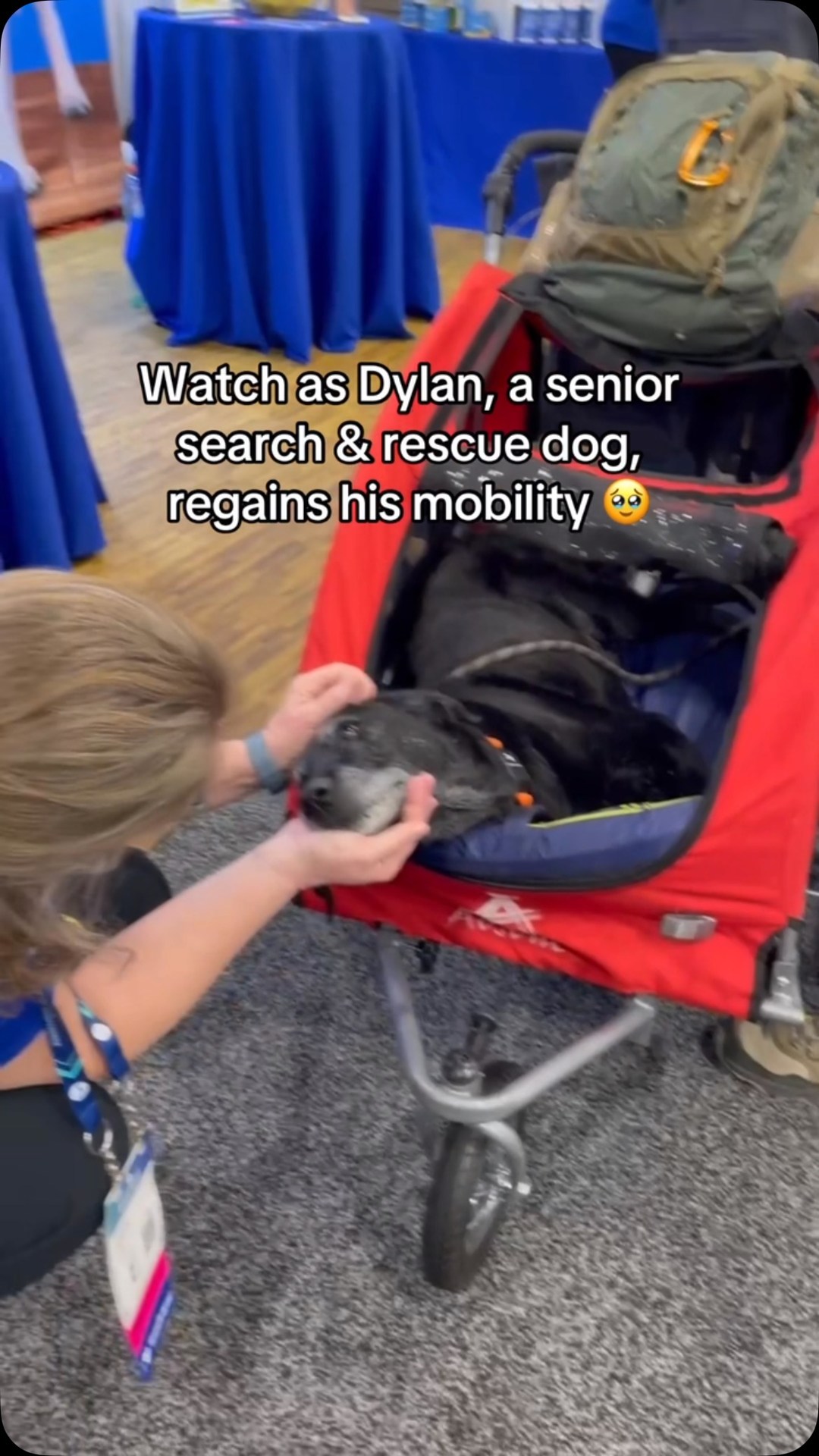 Thank you for your service, Dylan! 🥹😭 We saw Dylan being pushed in his stroller at #wvc2025 , a veterinary conference. After chatting with his pet parent, we got the ok to put ToeGrips on him. His pet parent was super skeptical that these would work and was resigned to the fact that Dylan was just older now. But, the results were immediate! We are SO happy to have met you, Dylan. ❤️ 

#seniordog #seniordogsofinstagram #seniordogs #olddog #olddogsrule #olddogsarethebestdogs #searchandrescue #searchandrescuedog