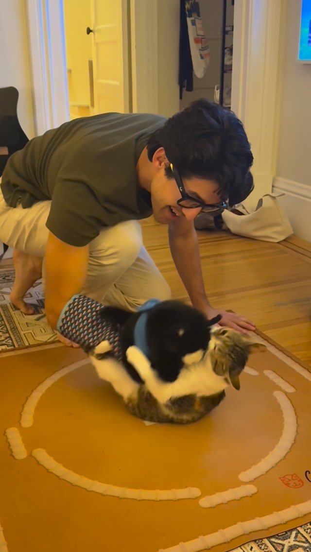 Sumo wrestling 😝

#cattoys #catsofinstagram #funnyvideos #fyp #catsumo