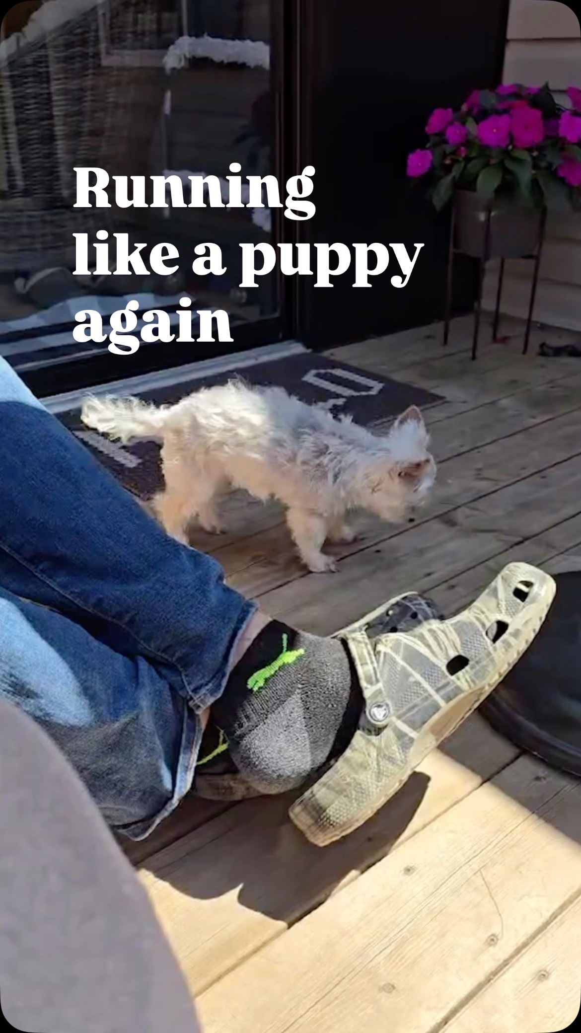 There is something so special about seeing an older dog move like herself again. 💛

At 12.5 years old, this five-pound Morkie was dealing with painful knees and a limp.

Now? She’s running like a puppy 🥰

Hearing that her “quality of life is back to normal” is everything. Because that’s what truly matters, not just movement, but comfort, confidence, and those happy little bursts of joy.

We’re so grateful to be part of moments like this. 💚