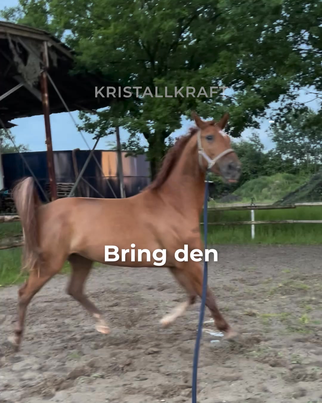 🐴 Jetzt Coolly testen!