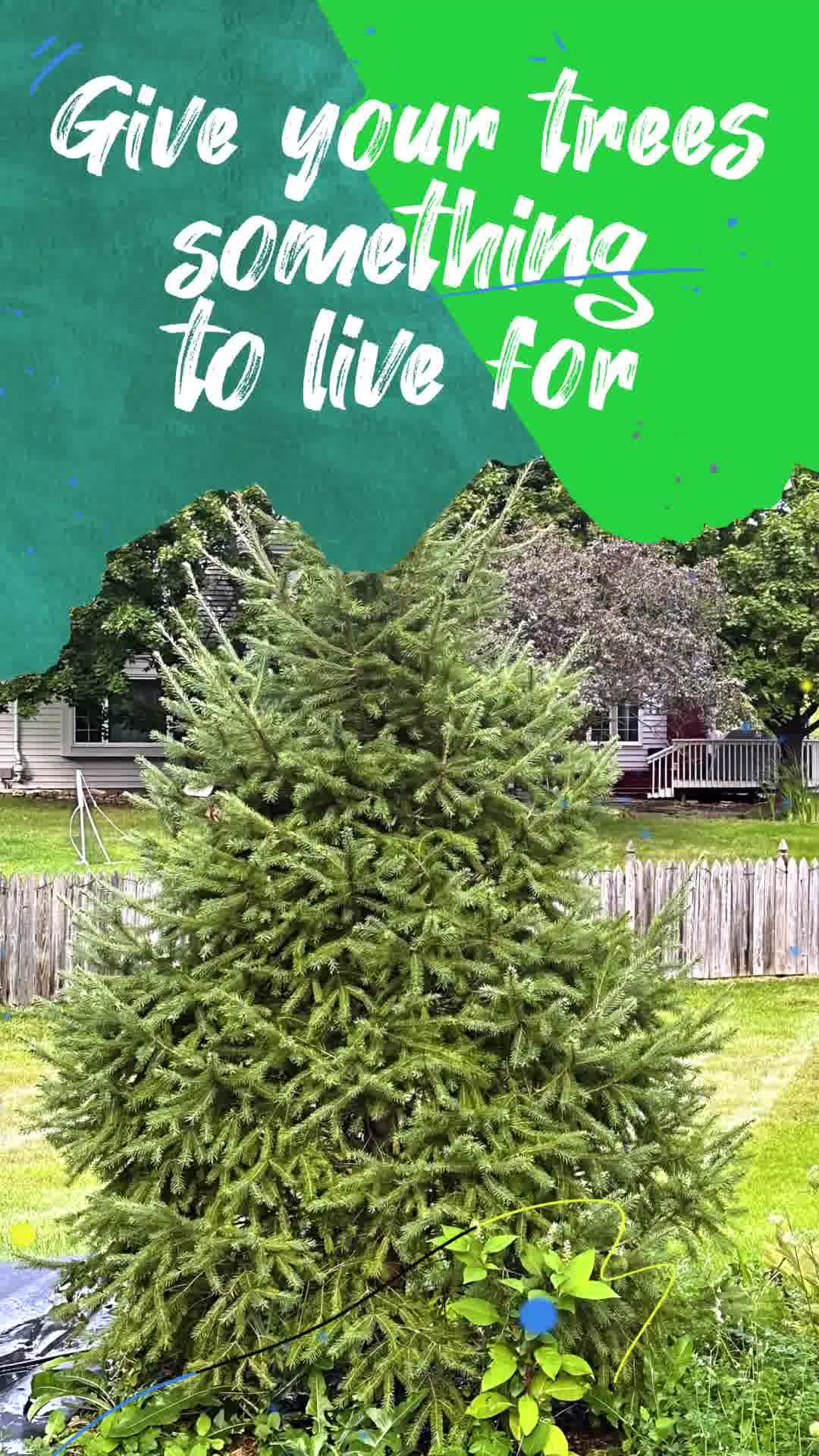 Time To Feed Your Trees!