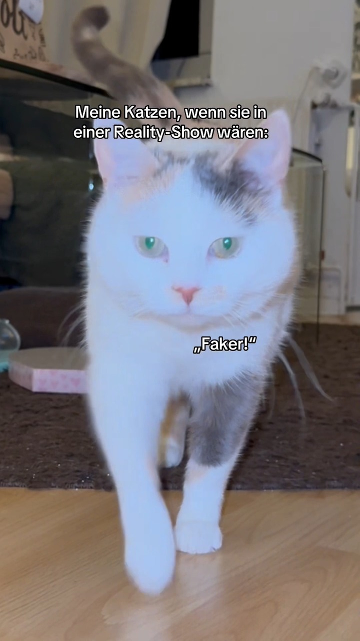 In der heutigen Episode von The Real House Cats 🐱📺