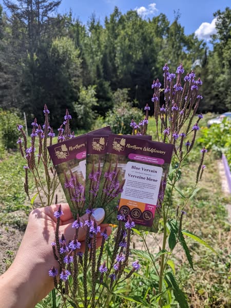 Sow Joy, Grow Habitat 🌼🌱🐝