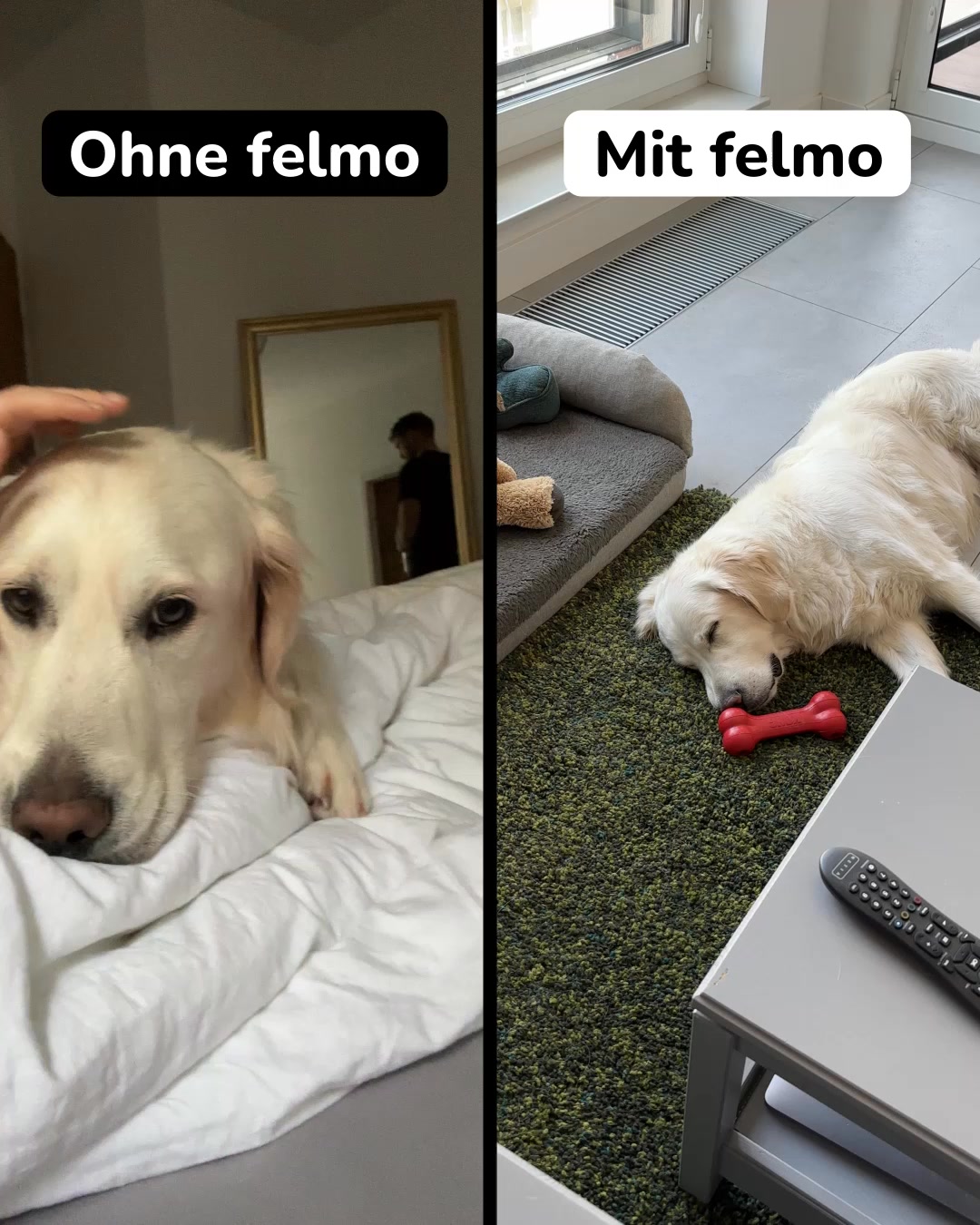 Hilf deinem Liebling, entspannter zu leben ➡️