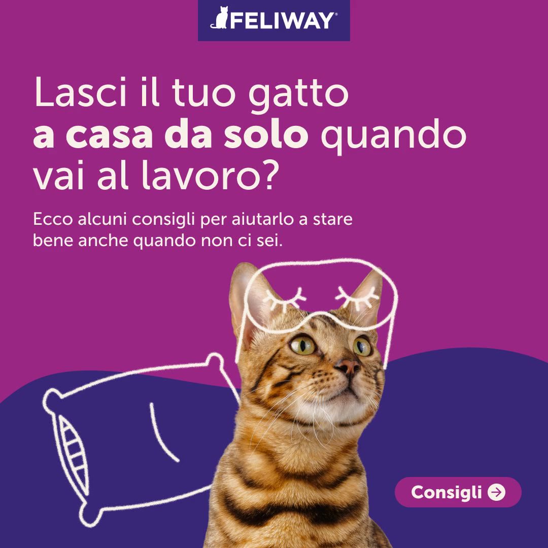 Gatto a casa solo?