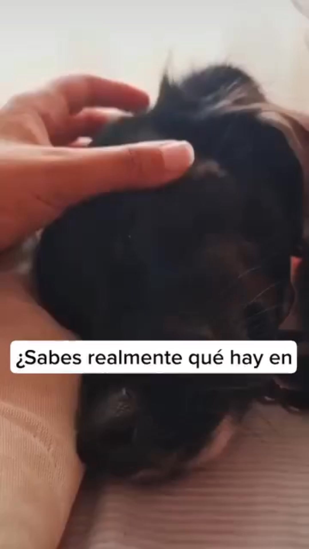 Protege a tu perro