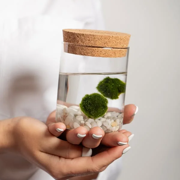Marimo Original