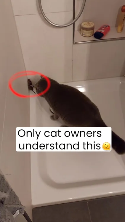 Cat flap prey detection