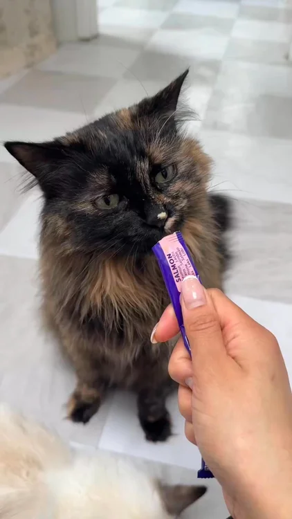 Combat Cat Scratching✨