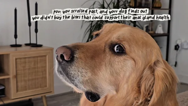 Unlock Happy Tummies! 🐾