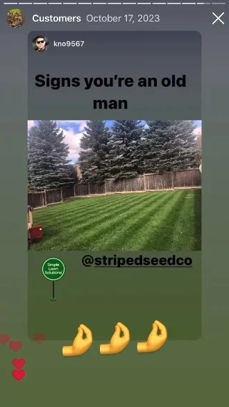 Turn Patchy Grass Into Neighbour Envy