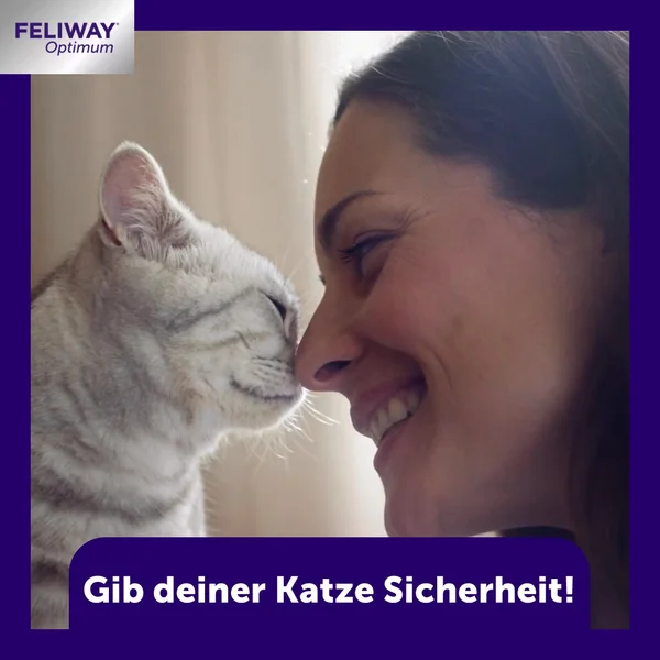 Mehr Ausgeglichenheit bei deiner Katze 🐈‍⬛
