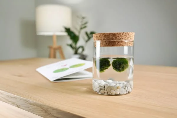 Marimo Original