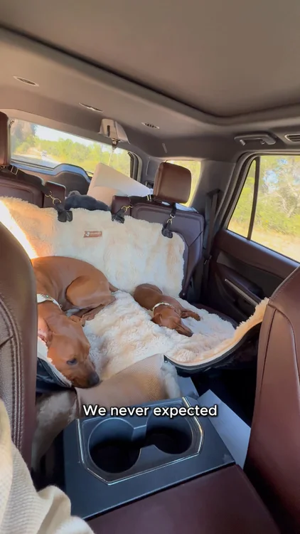 It started with one rescue dog named Maya.