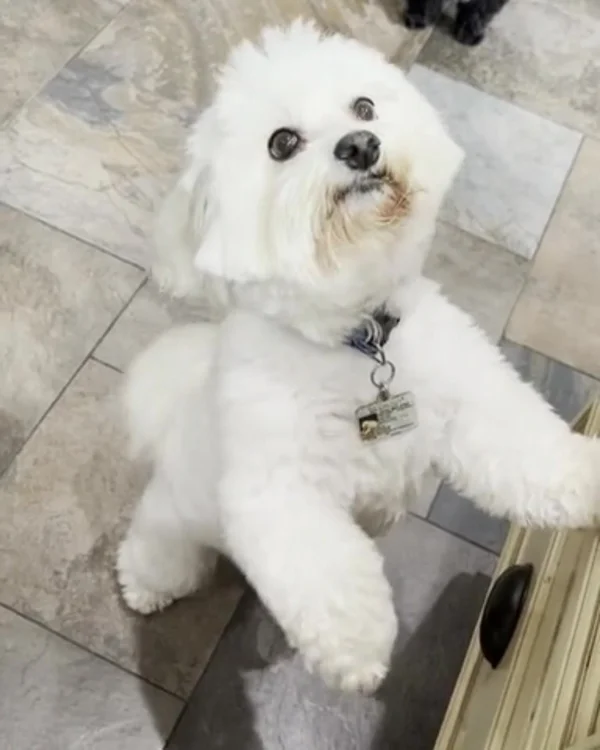 No more leaks on your floors and carpets🐶