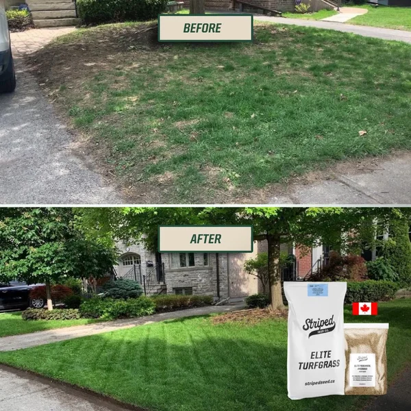 Elite Canadian Grass Seed
