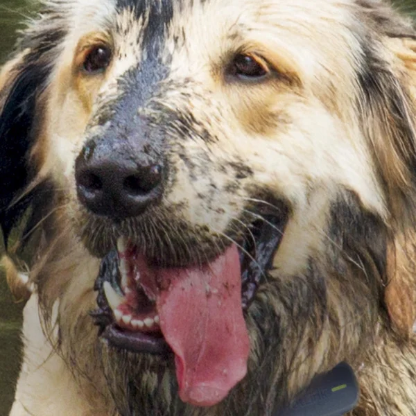 PetLinkGPS Tracker for Dogs $45.99