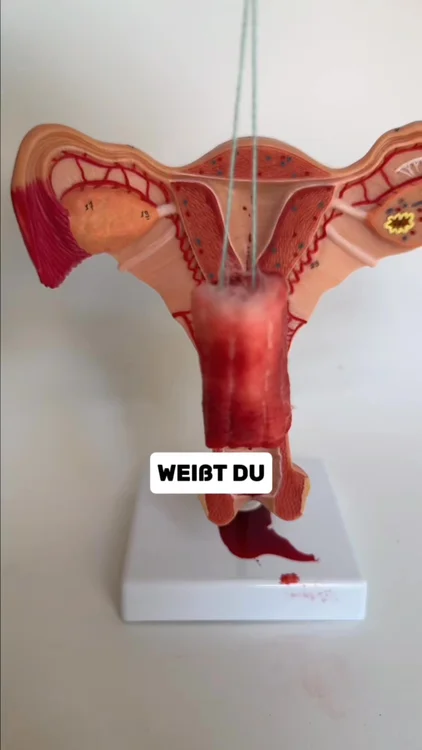 Shoppe jetzt Periodenunterwäsche!