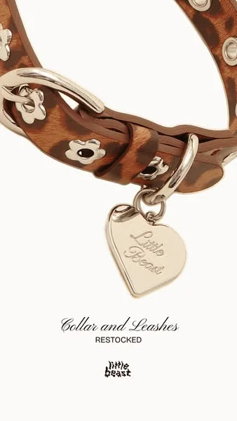 the collars and leashes your dog wanted, are back in stock